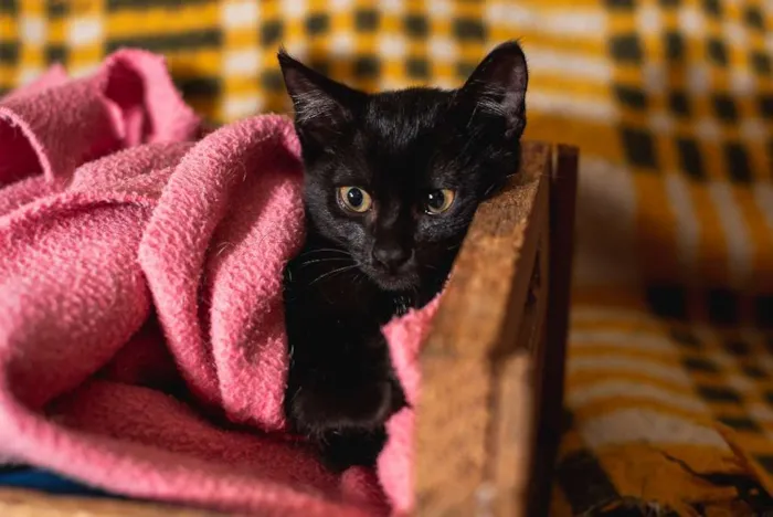 Gato ra a SRD idade 2 a 6 meses nome MARI