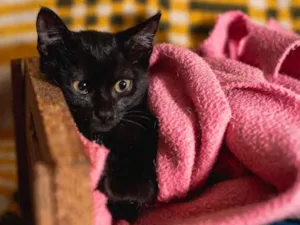 Gato raça SRD idade 2 a 6 meses nome MARI