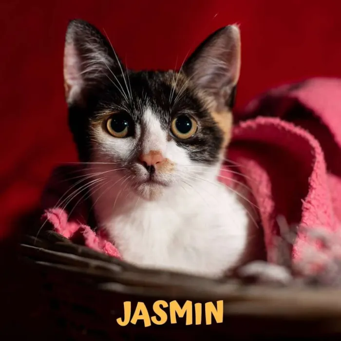 Gato ra a SRD idade 2 a 6 meses nome JASMIN