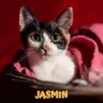 JASMIN