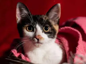 Gato raça SRD idade 2 a 6 meses nome JASMIN