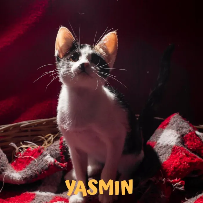 Gato ra a SRD idade 2 a 6 meses nome YASMIN