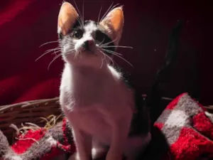 Gato raça SRD idade 2 a 6 meses nome YASMIN