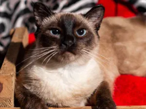 Gato raça SRD idade 7 a 11 meses nome JOAQUINA