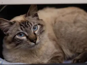 Gato raça SRD idade 1 ano nome GABRIEL