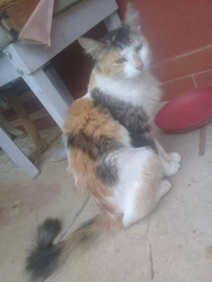 Gato ra a Tricolor idade 1 ano nome Macaca