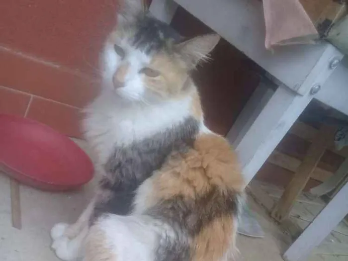 Gato ra a Tricolor idade 1 ano nome Macaca