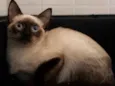 OLAF