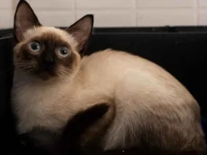 Gato raça Srd idade 2 a 6 meses nome OLAF