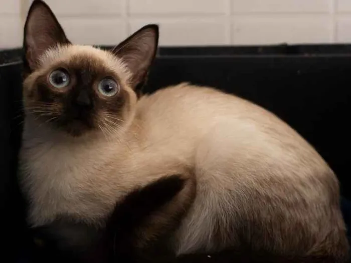 Gato ra a Srd idade 2 a 6 meses nome OLAF