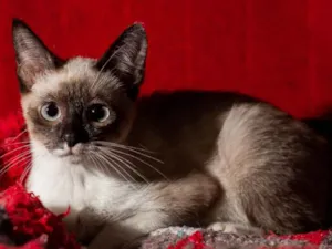 Gato raça Srd idade 2 a 6 meses nome AMORA