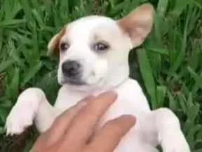 Cachorro ra a Foz Paulistinha com mistura idade 2 a 6 meses nome Fox