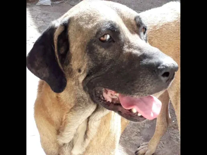 Cachorro ra a Fila Brasileiro idade 2 anos nome Duke