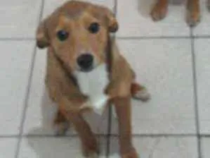 Cachorro ra a Srd idade 7 a 11 meses nome Luke e Léia 