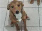Cachorro raça Srd idade 7 a 11 meses nome Luke e Léia 