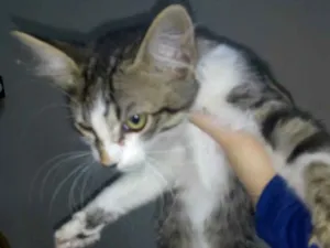 Gato raça  idade 2 a 6 meses nome não tem