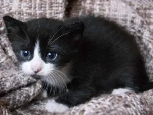 Gato raça  idade Abaixo de 2 meses nome Sem nome