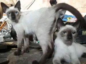 Gato raça  idade 2 a 6 meses nome cebolinhacravo lord