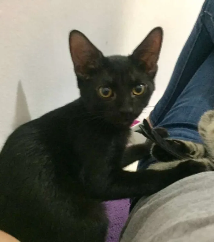 Gato ra a SRD idade 2 a 6 meses nome Lorenzo e Lucca