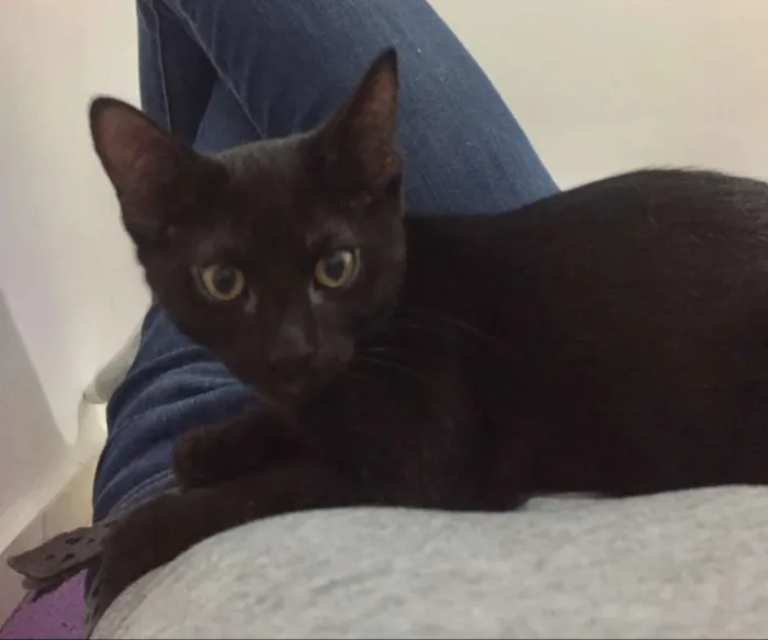 Gato ra a SRD idade 2 a 6 meses nome Lorenzo e Lucca