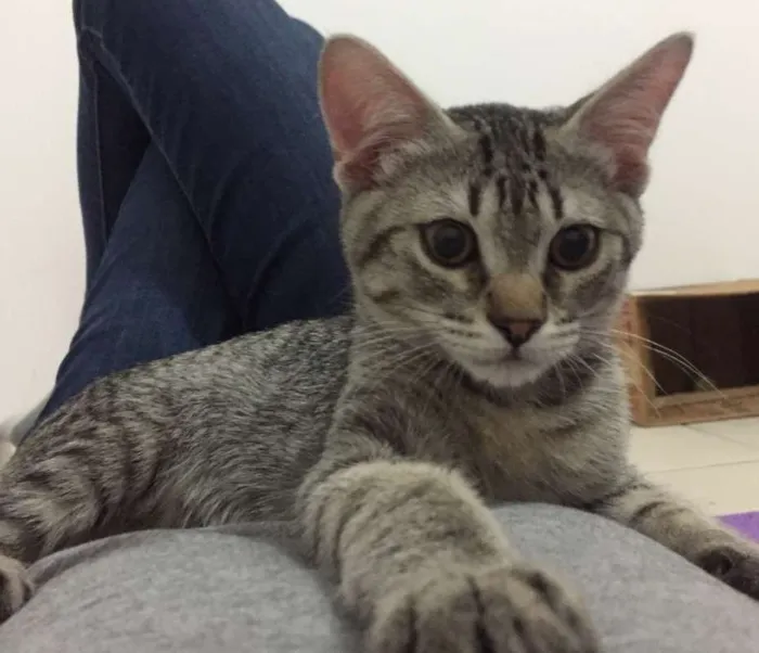Gato ra a SRD idade 2 a 6 meses nome Arthur