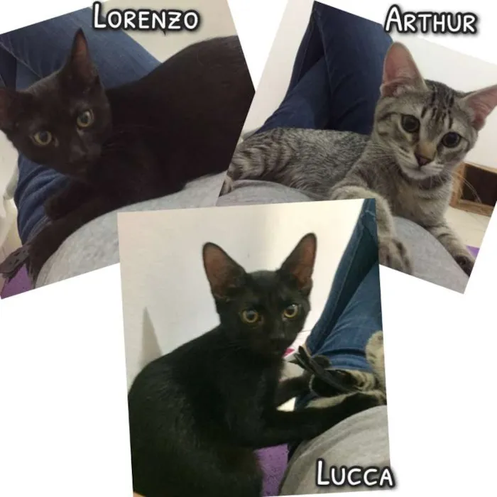 Gato ra a SRD idade 2 a 6 meses nome Nomes na foto