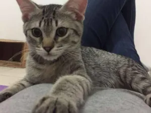 Gato raça SRD idade 2 a 6 meses nome Arthur