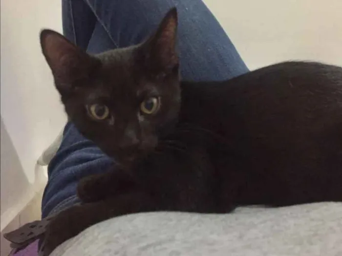 Gato ra a SRD idade 2 a 6 meses nome Lorenzo