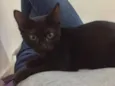 Lorenzo