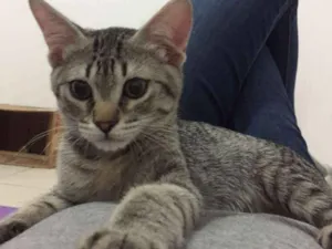 Gato raça SRD idade 2 a 6 meses nome Arthur