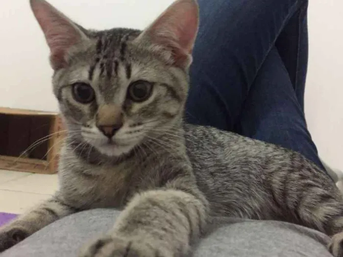 Gato ra a SRD idade 2 a 6 meses nome Arthur
