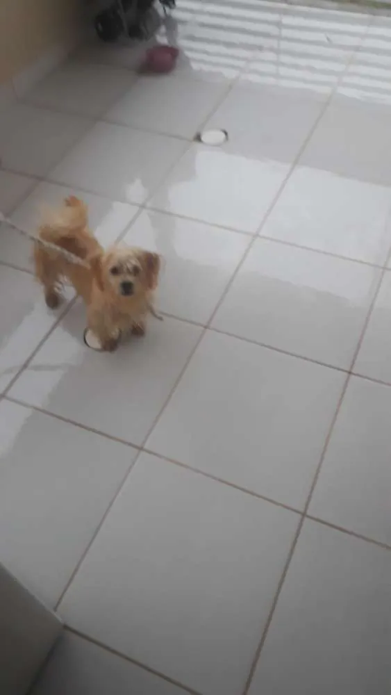Cachorro ra a Liaza idade 7 a 11 meses nome Zoe