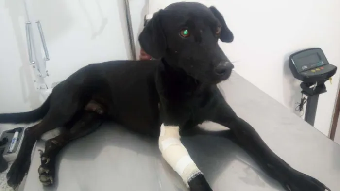 Cachorro ra a SRD sem raça definida idade 2 anos nome Pretinho