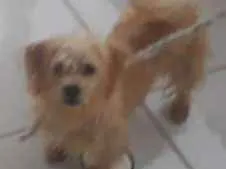 Cachorro ra a Liaza idade 7 a 11 meses nome Zoe