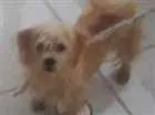 Cachorro raça Liaza idade 7 a 11 meses nome Zoe