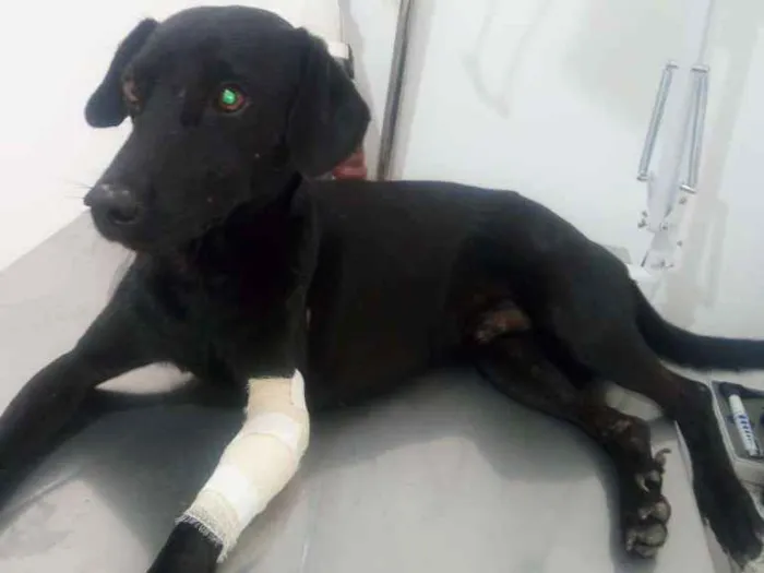 Cachorro ra a SRD sem raça definida idade 2 anos nome Pretinho