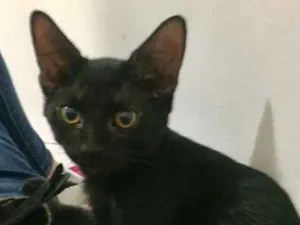 Gato raça SRD idade 2 a 6 meses nome Lucca