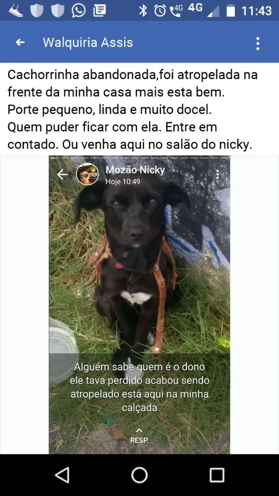 Cachorro ra a Sem raça definida idade 7 a 11 meses nome Neguinha