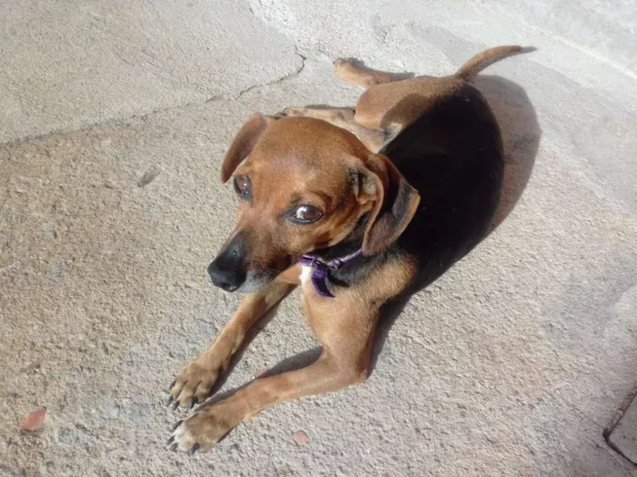 Cachorro ra a SRD idade 5 anos nome Lili