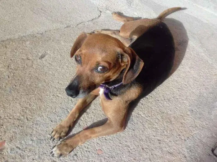 Cachorro ra a SRD idade 5 anos nome Lili