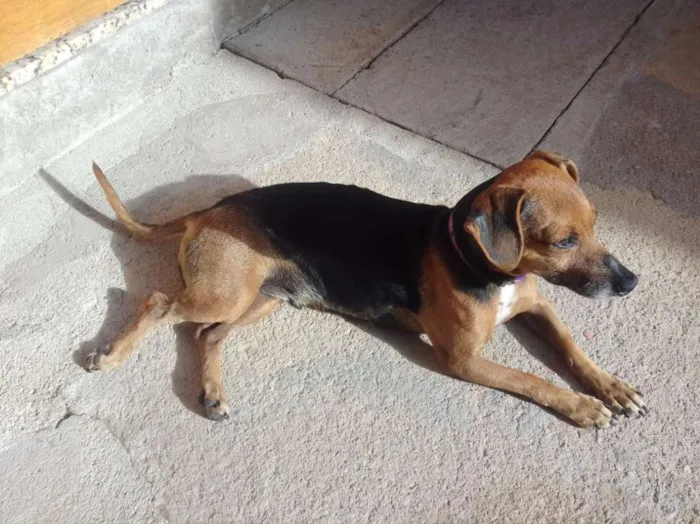 Cachorro ra a SRD idade 5 anos nome Lili