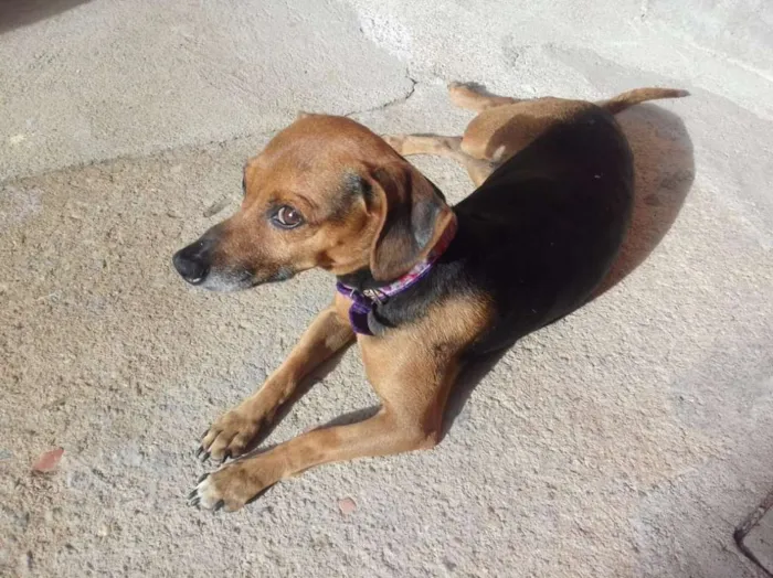Cachorro ra a SRD idade 5 anos nome Lili