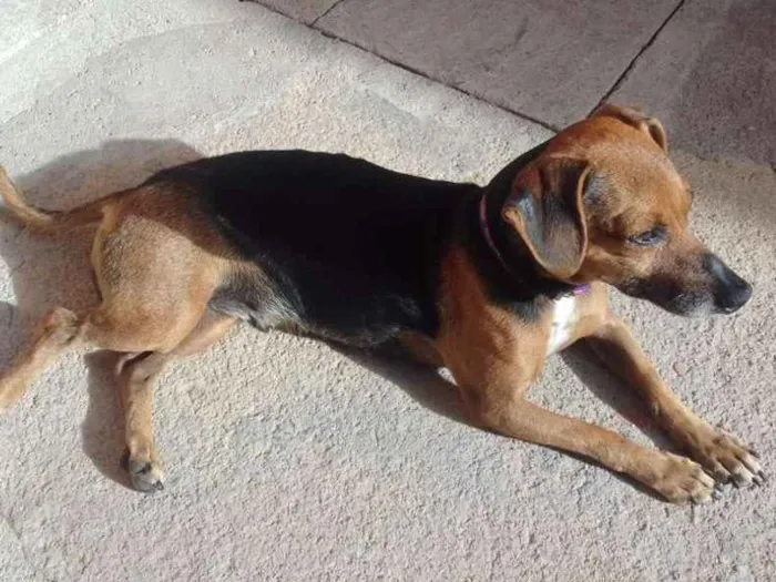 Cachorro ra a SRD idade 5 anos nome Lili