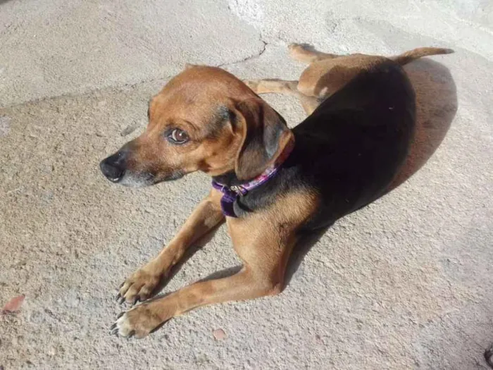 Cachorro ra a SRD idade 5 anos nome Lili