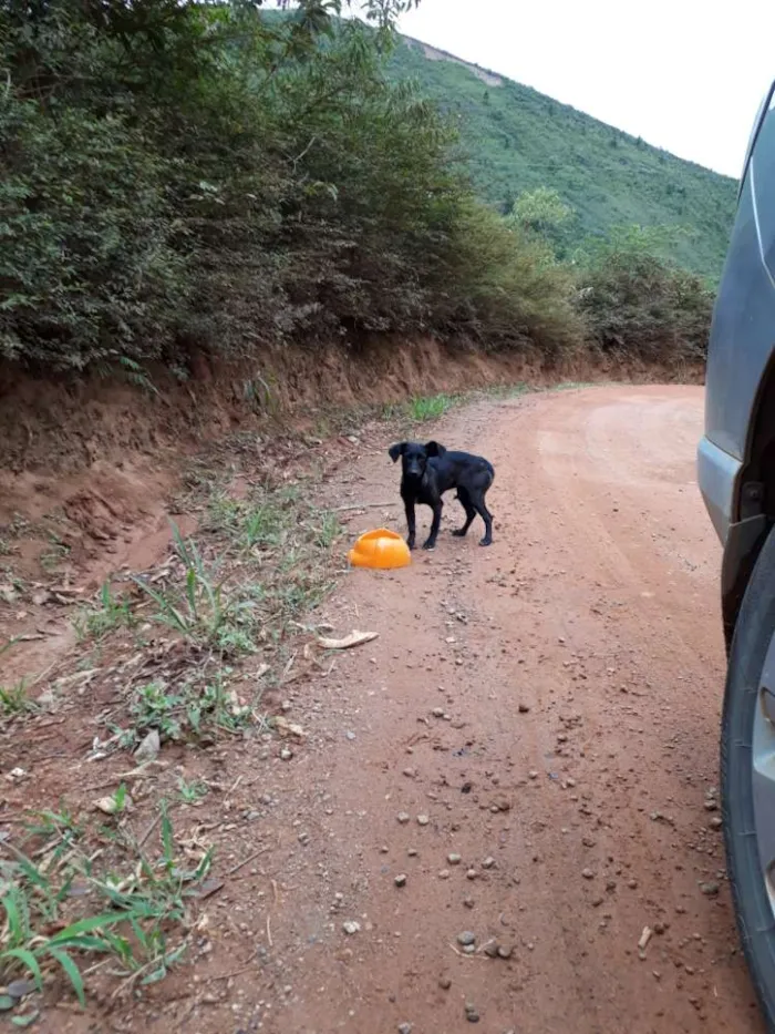 Cachorro ra a SRD idade 7 a 11 meses nome Petra