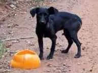 Cachorro ra a SRD idade 7 a 11 meses nome Petra