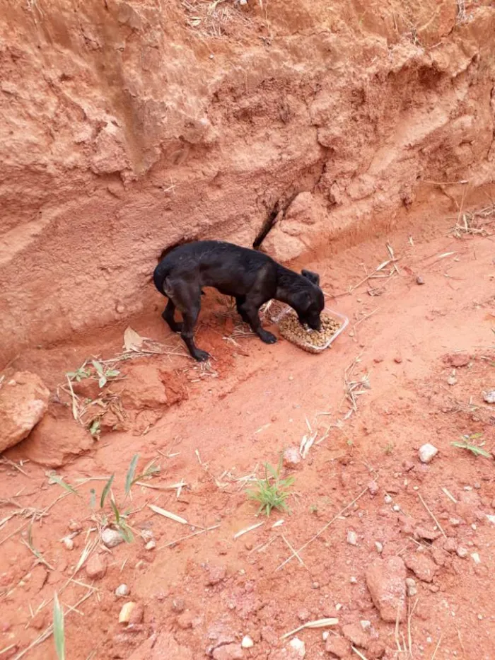 Cachorro ra a SRD idade 7 a 11 meses nome Petra