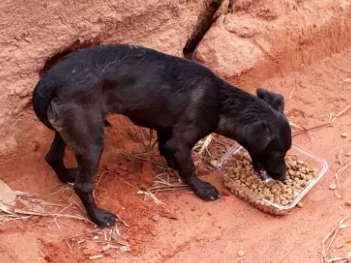 Cachorro ra a SRD idade 7 a 11 meses nome Petra