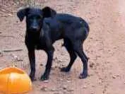 Cachorro ra a SRD idade 7 a 11 meses nome Petra