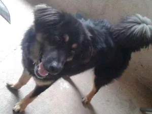 Cachorro raça desconhecida idade 7 a 11 meses nome Snoop
